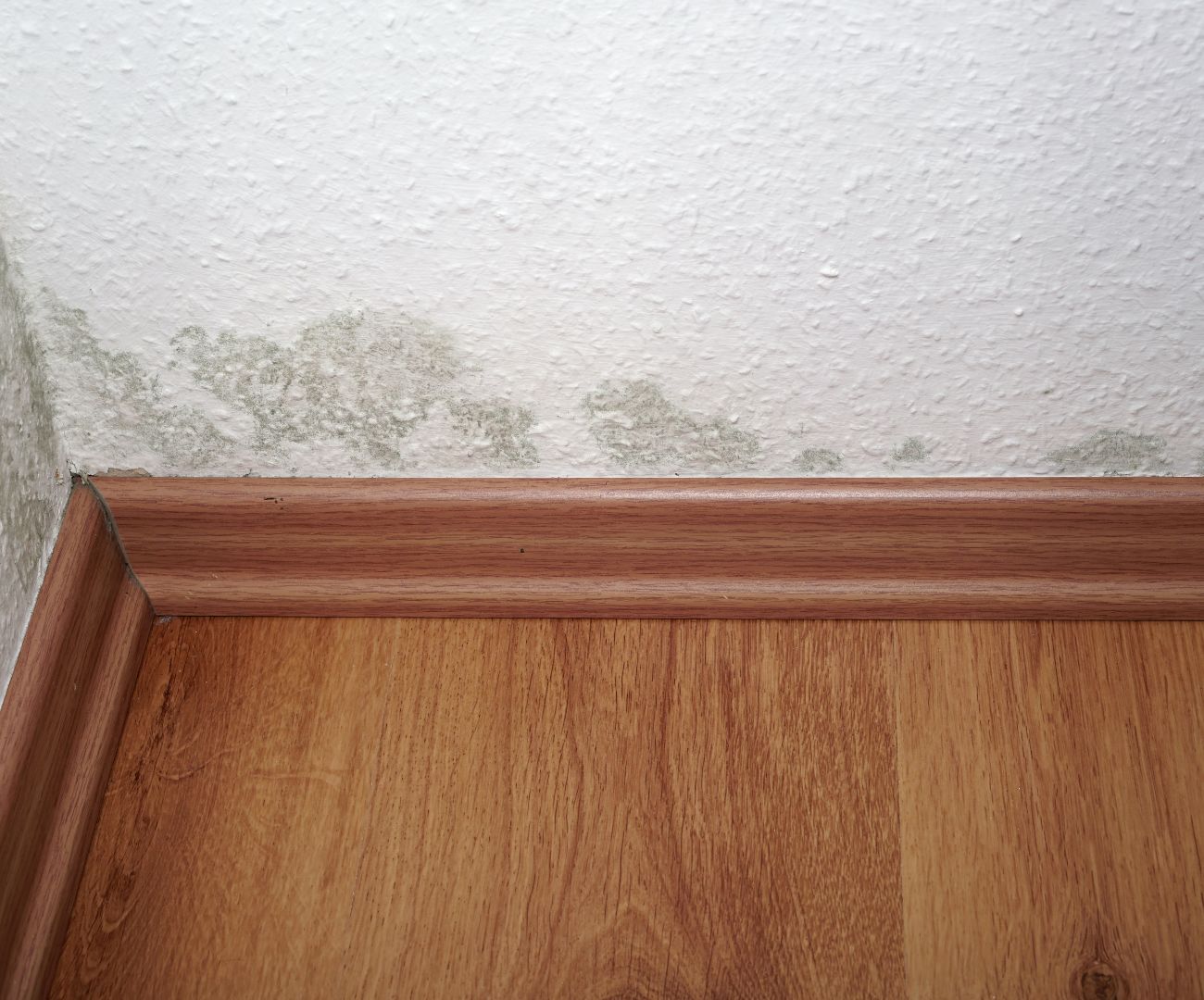 Mold Inspection reveals mold at floor boards
